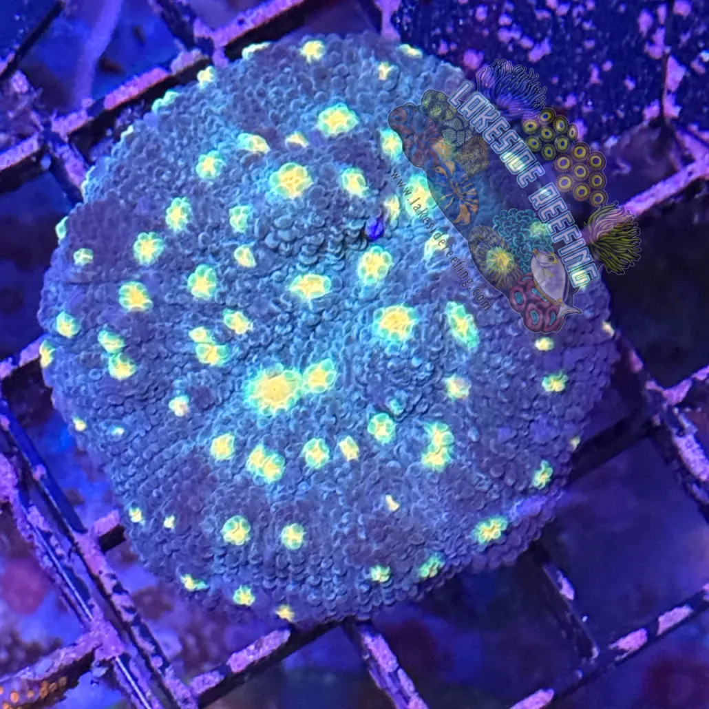 Solar Flare Mycedium Favia Coral