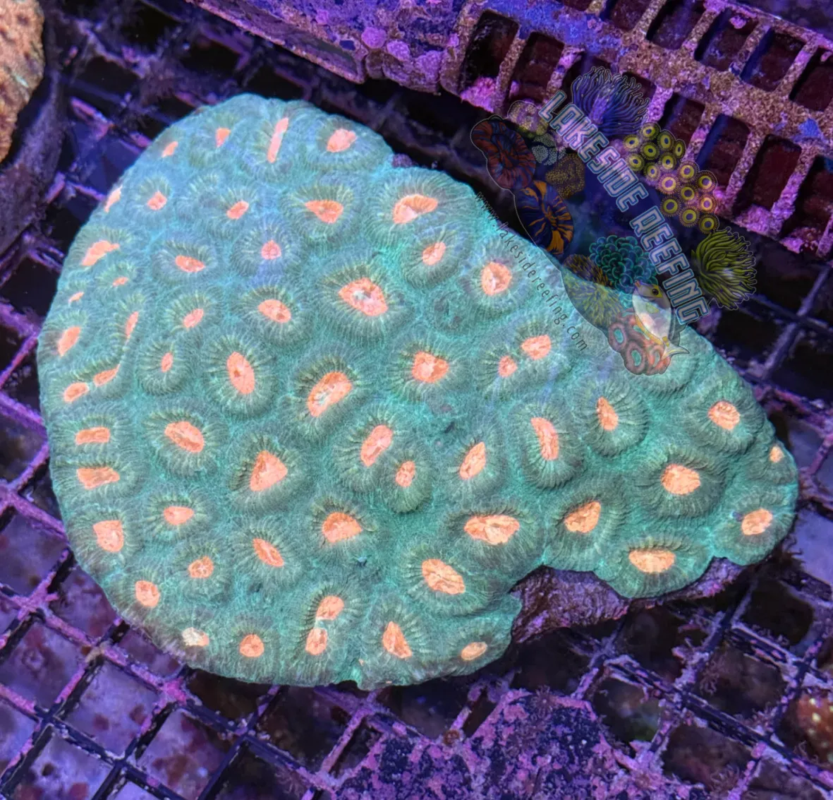 Green and Orange Favia Colony