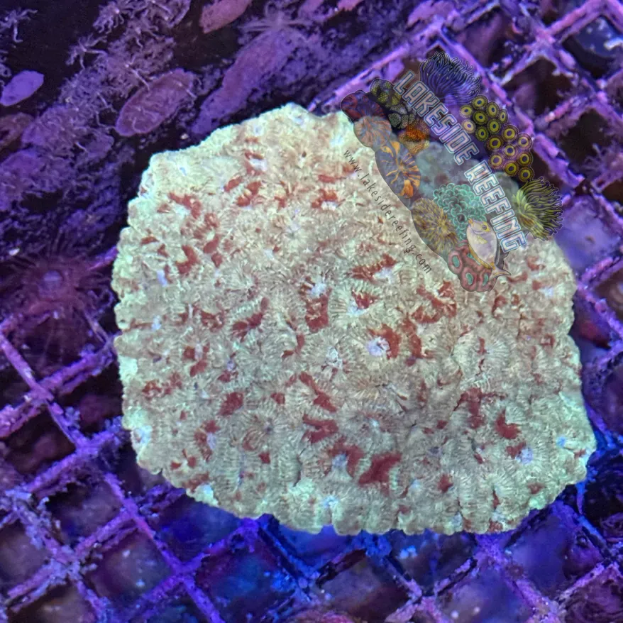 Gold and Red Favia Colony