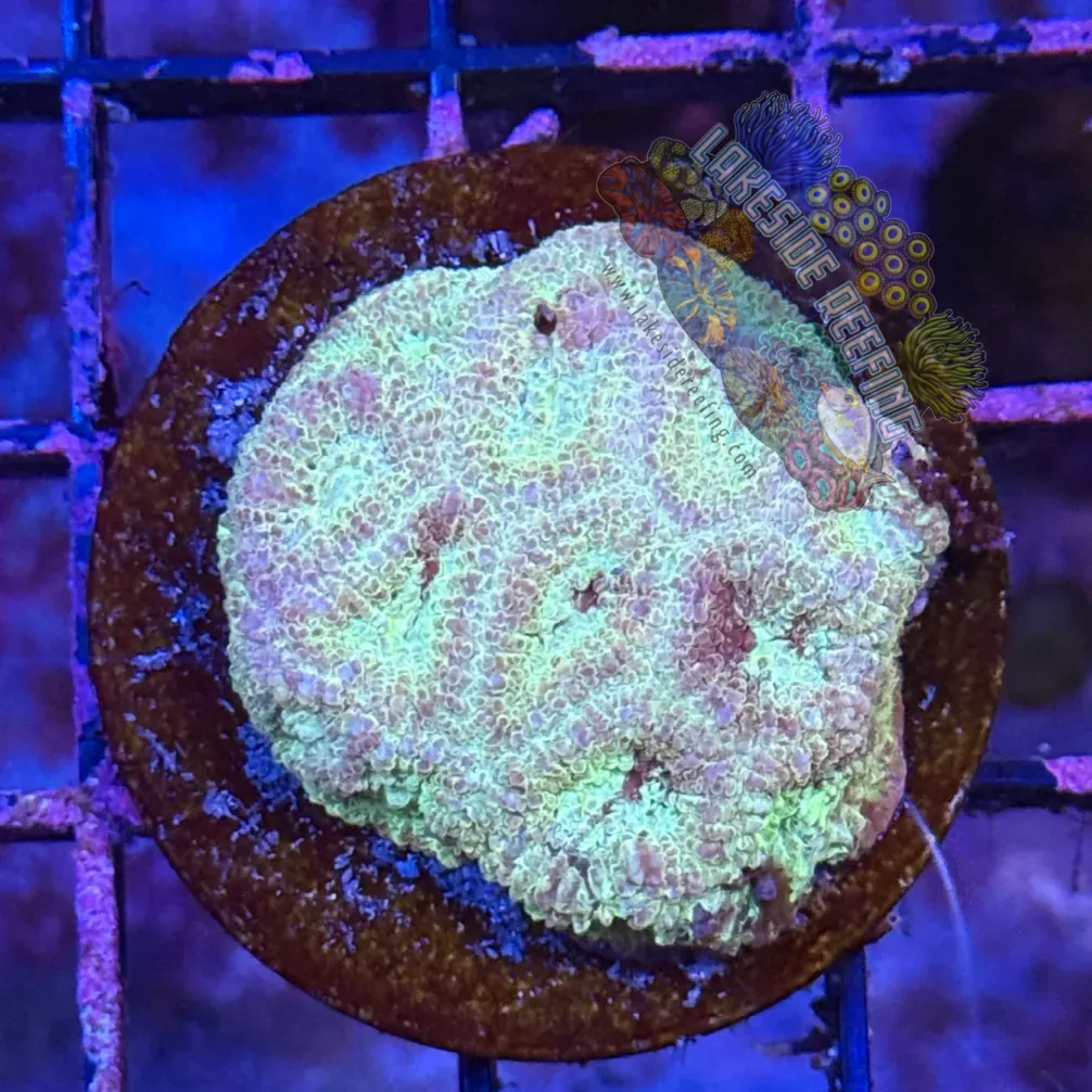 Gold and Red Favia Frag
