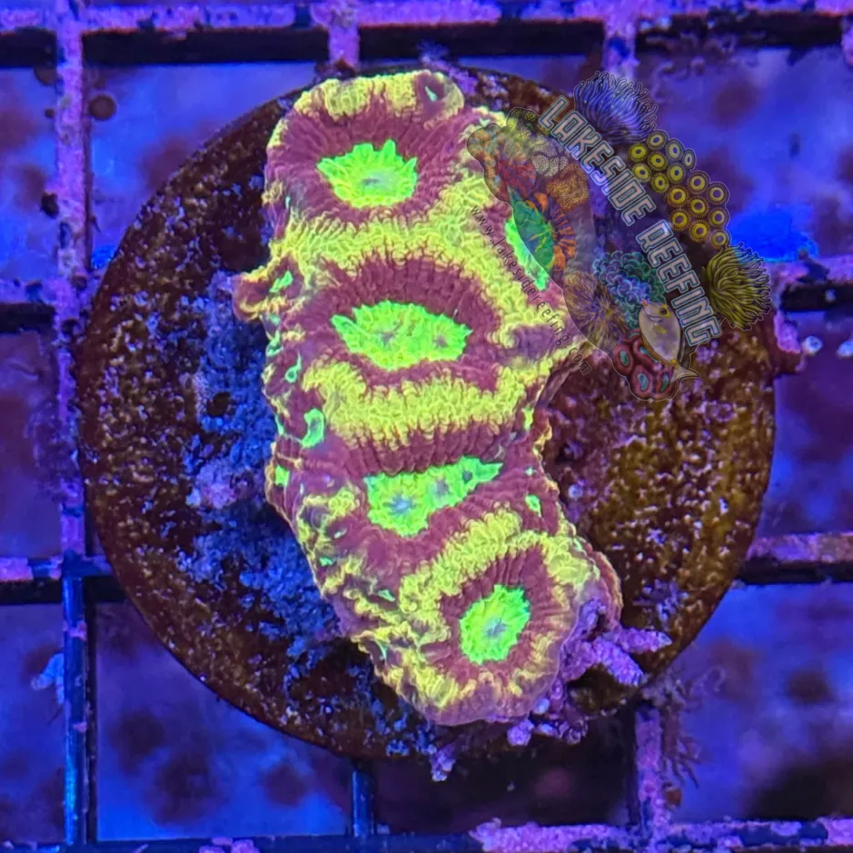 Ruby Red Gold Rim Favia Frag