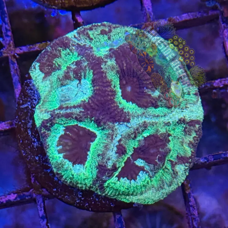 Green and Purple Dipsastrea (Favia) Frag