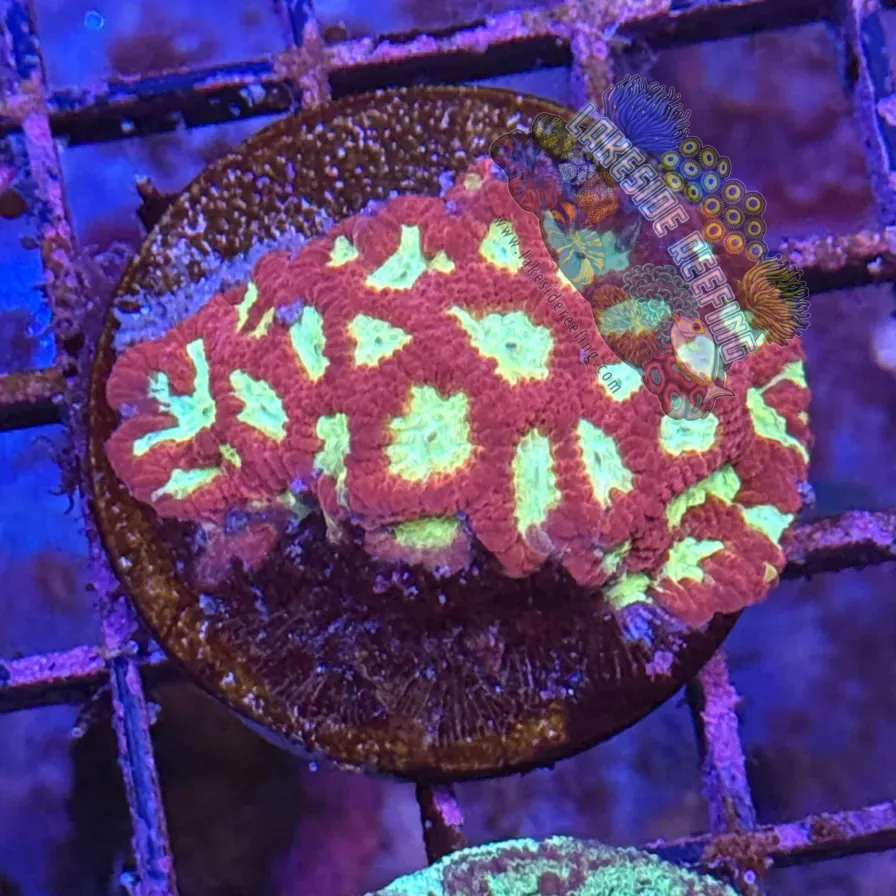 Red and Gold Favites Frag