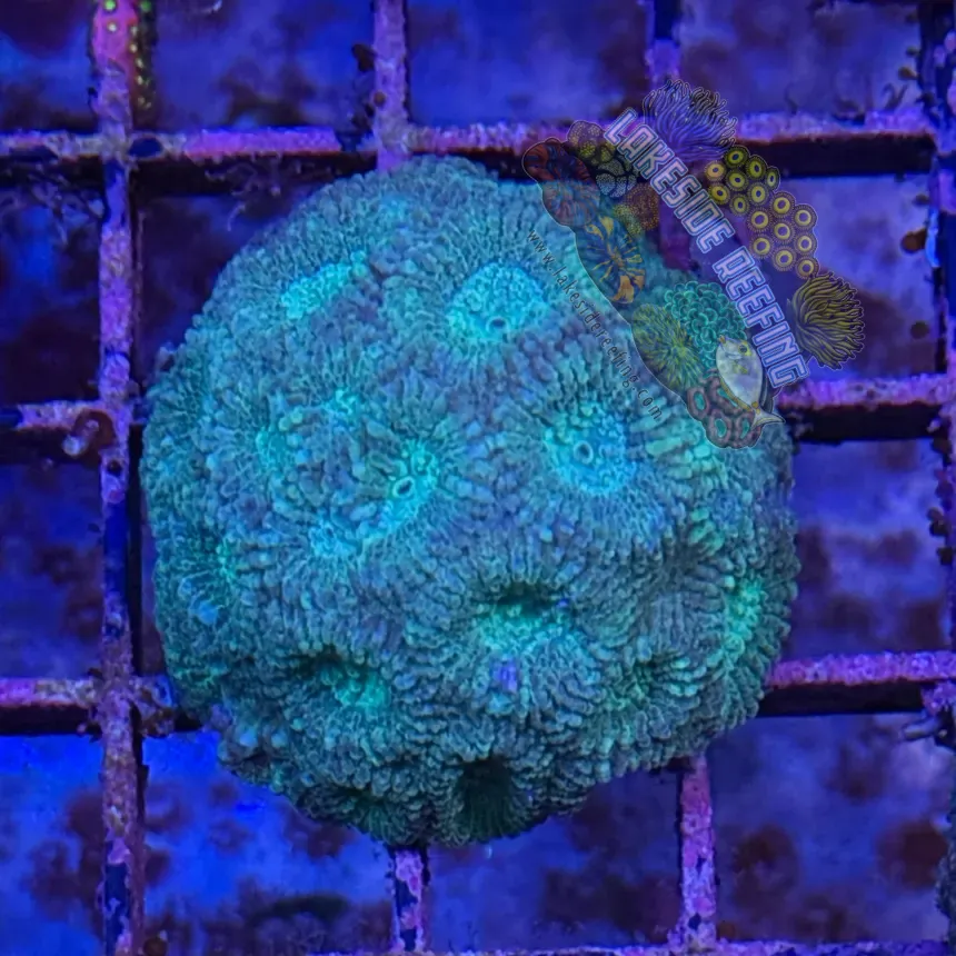Green / Teal Dipsastraea Favia