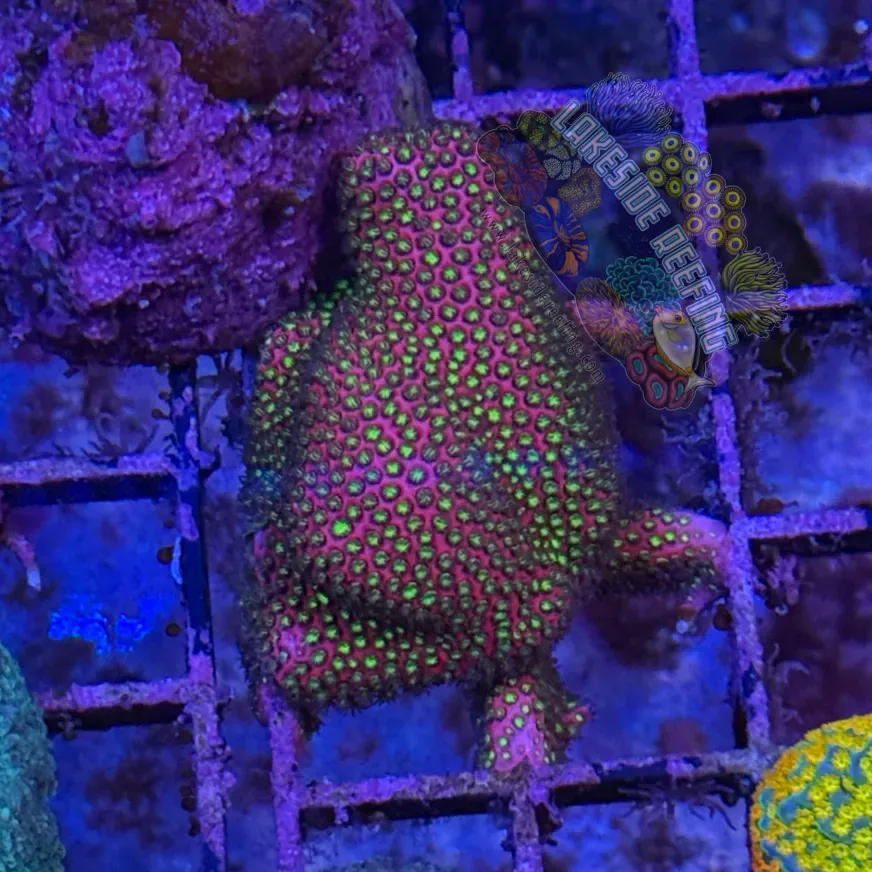 WWC Electric Daisy Stylocoeniella Frag 4