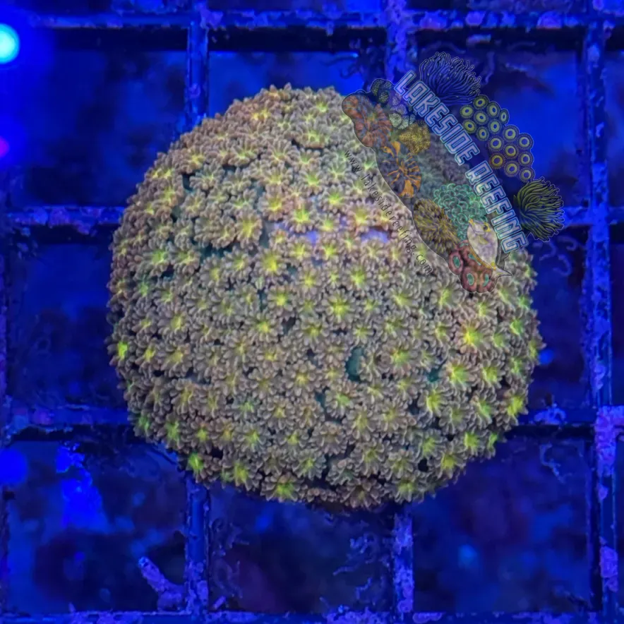 ACI Honey Suckle Goni Frag