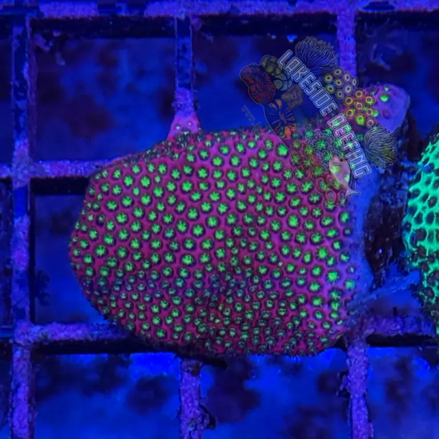 WWC Electric Daisy Stylocoeniella Frag 1