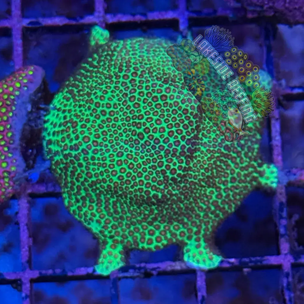 Large Green Montipora Frag