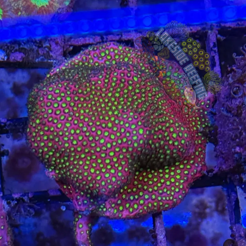 WWC Electric Daisy Stylocoeniella Frag 3