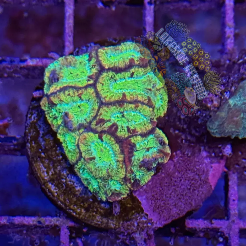 Green and Gold Favia Frag