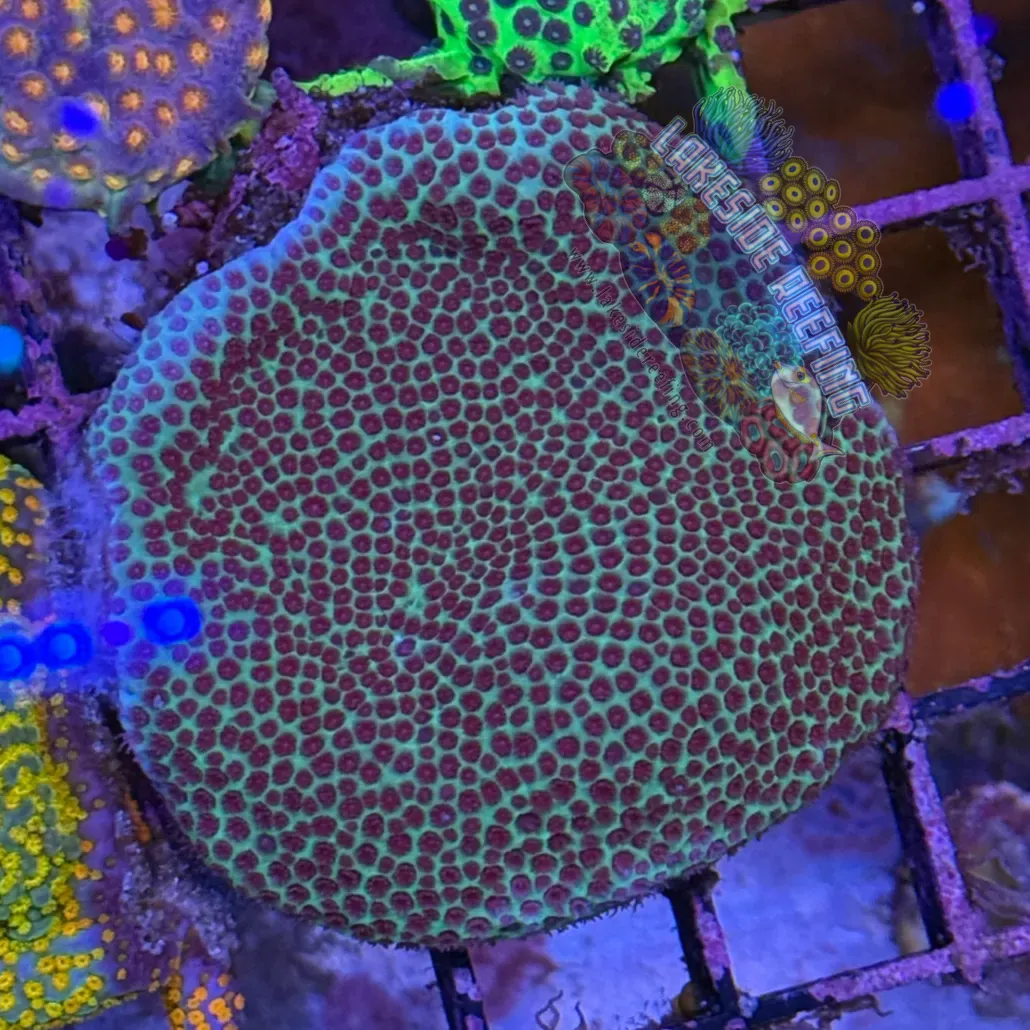 Large Montipora Frag