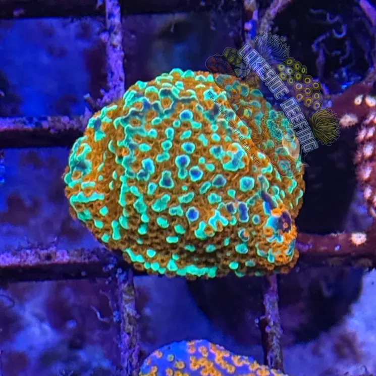 ACI Aquaman Montipora Frag