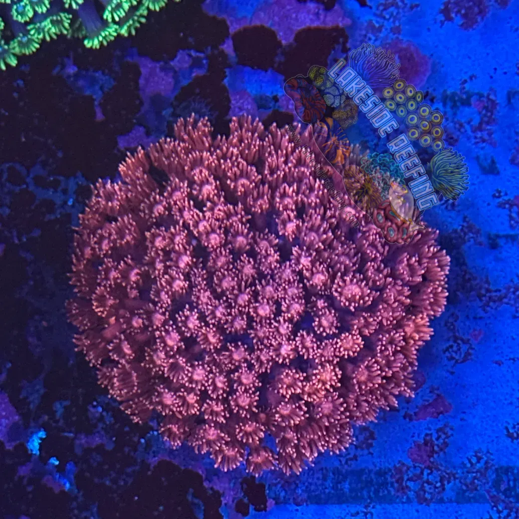 Deep Red Goni