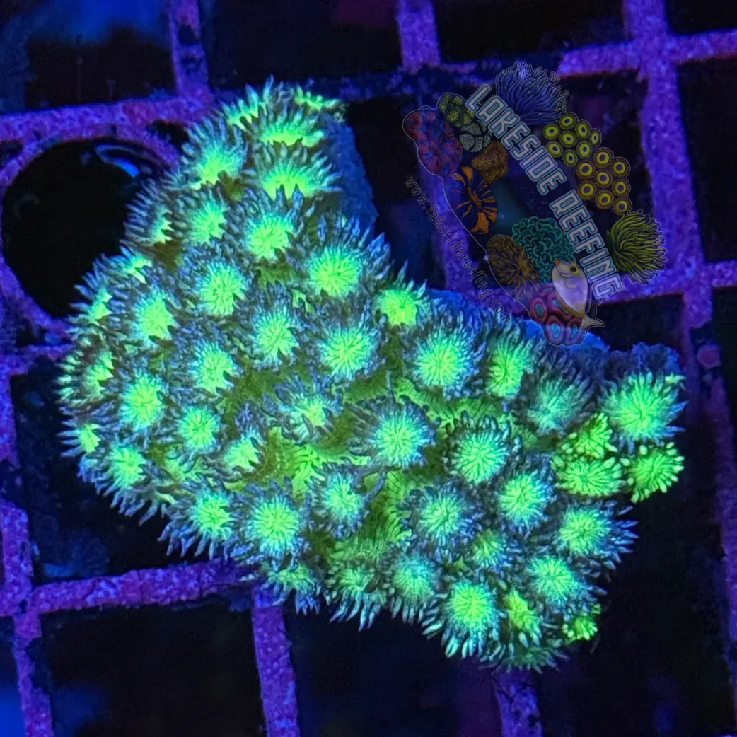 Neon Green Glitter Goni