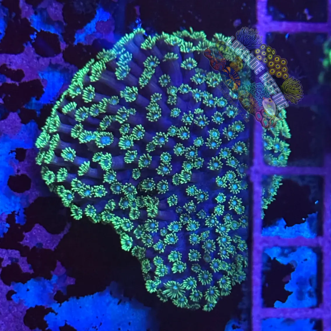 Alveopora Colony
