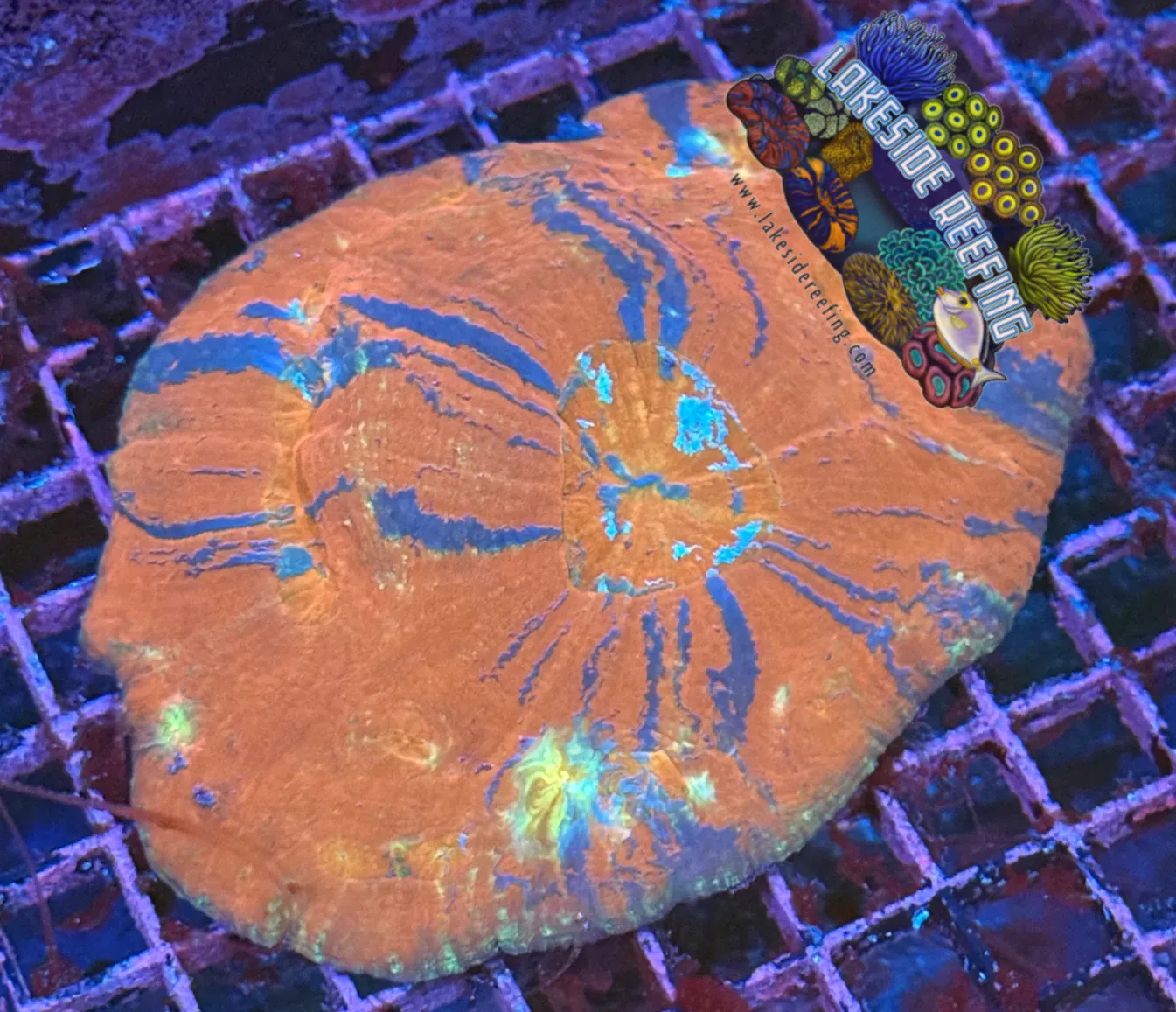 Ultra Scoly Vitiensis