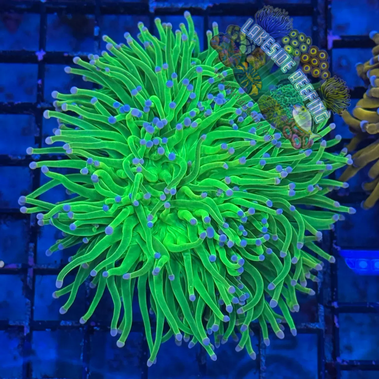 Indo Large Todd's Torch Coral R3D5