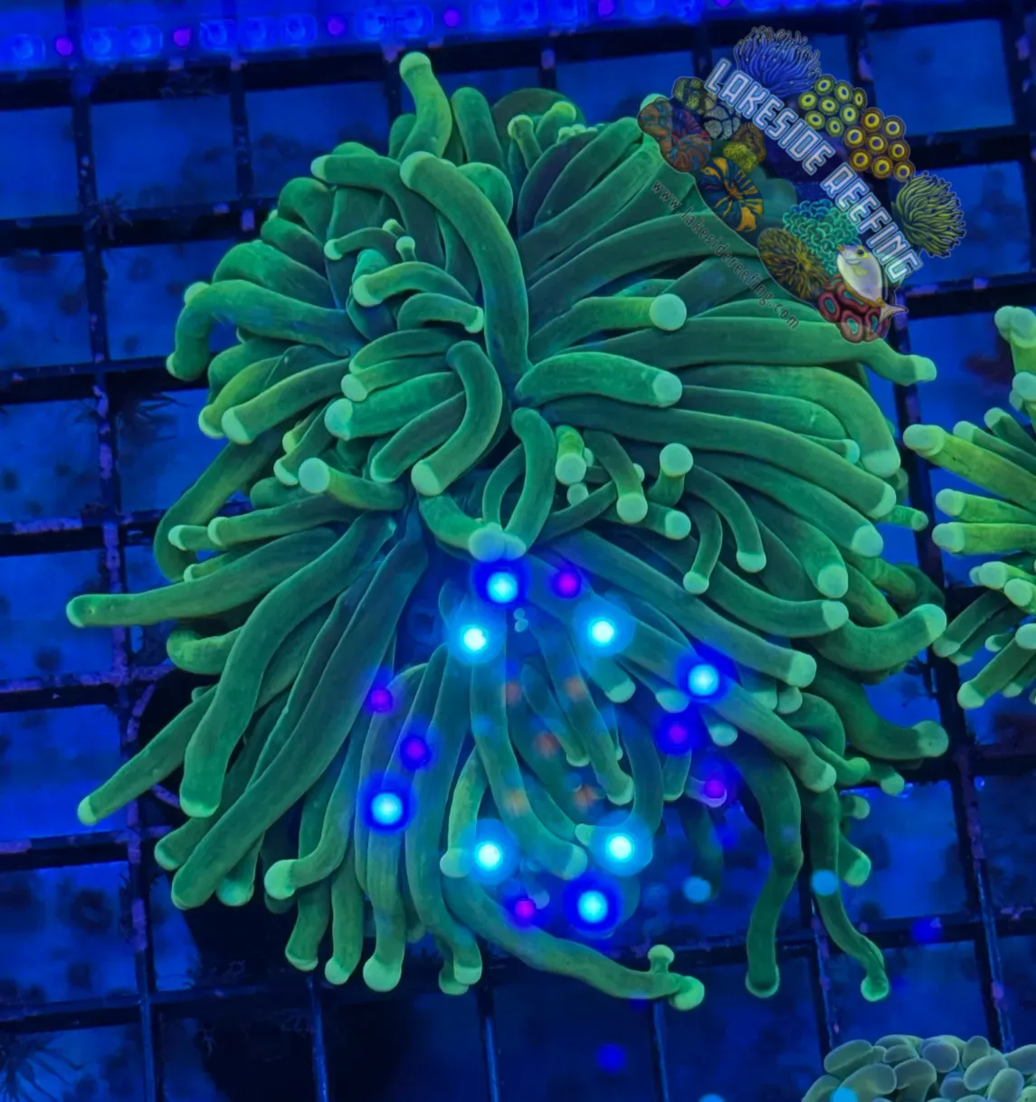 Malaysian Holy Grail Variant Torch Coral R4B1