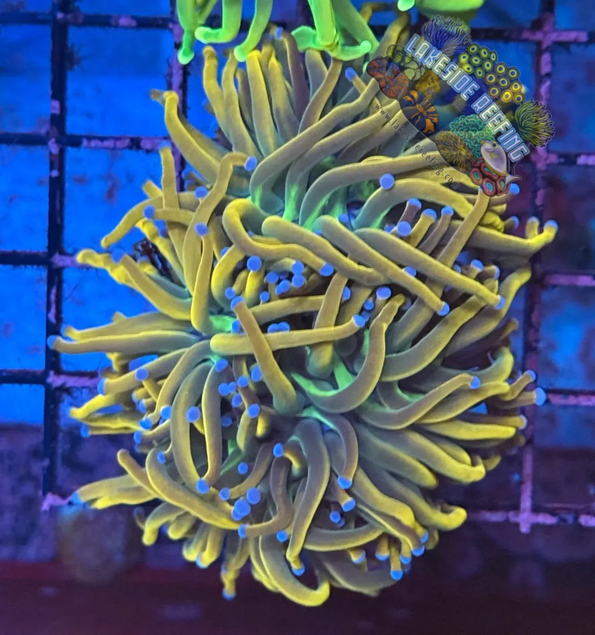 Indo Dragon Tamer Torch Coral R6A1