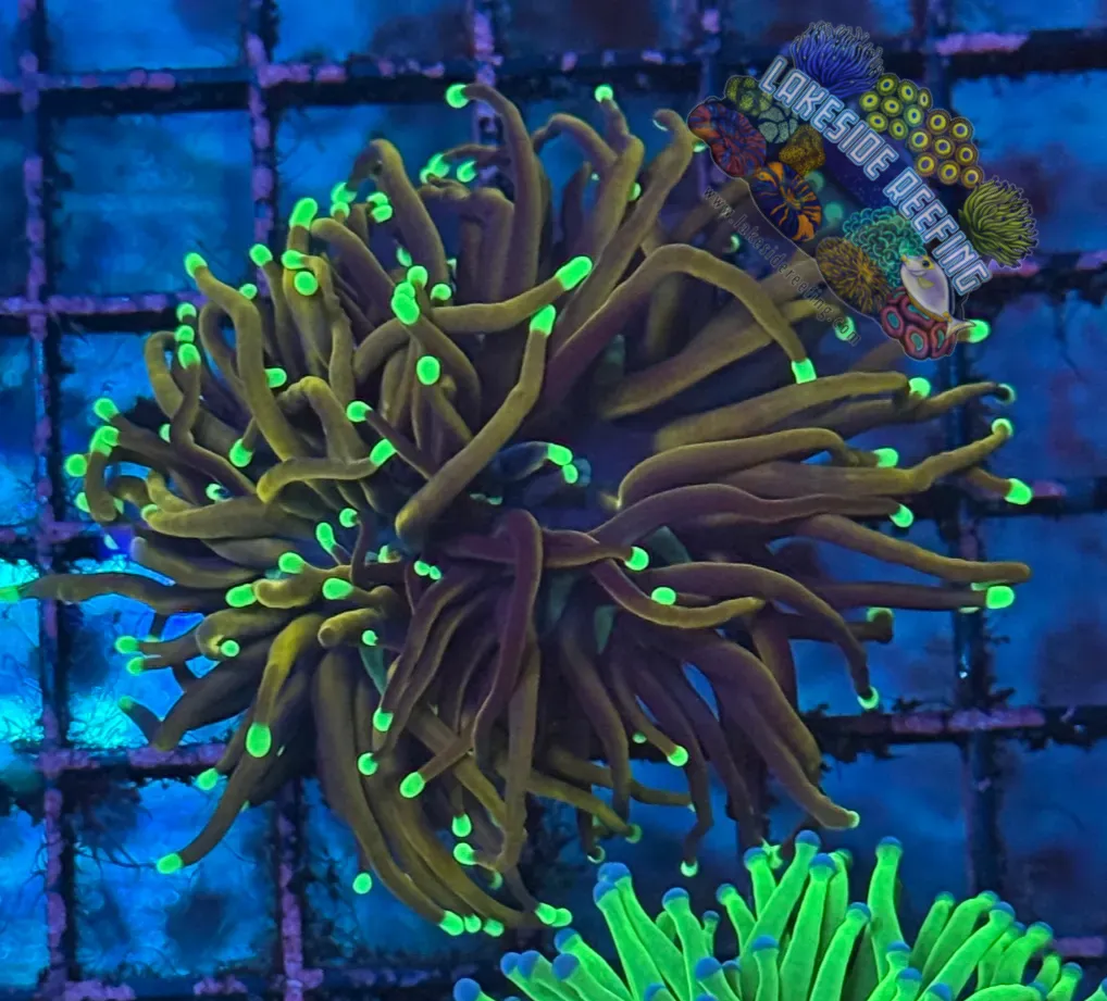 Indo Deep Gold Green Tips Torch Coral R6B3