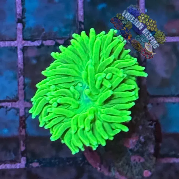 Indo Mean Green Torch Coral R6C1