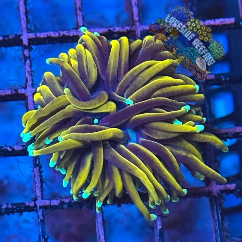 Indo Wolverine Torch Coral R6C5