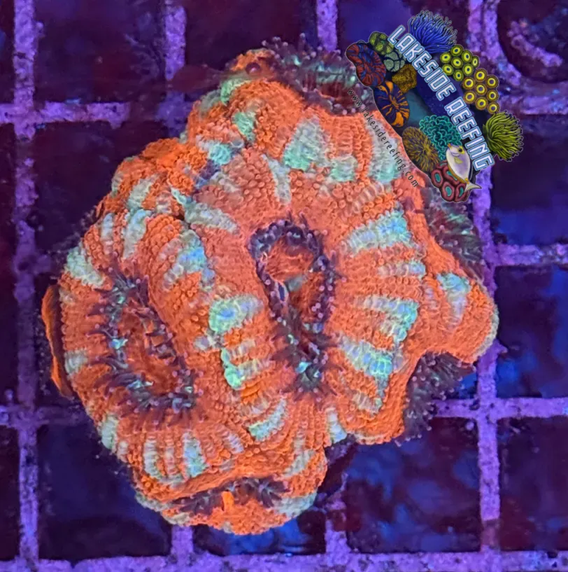 Ultra Acan R2A6 Lakeside Reefing