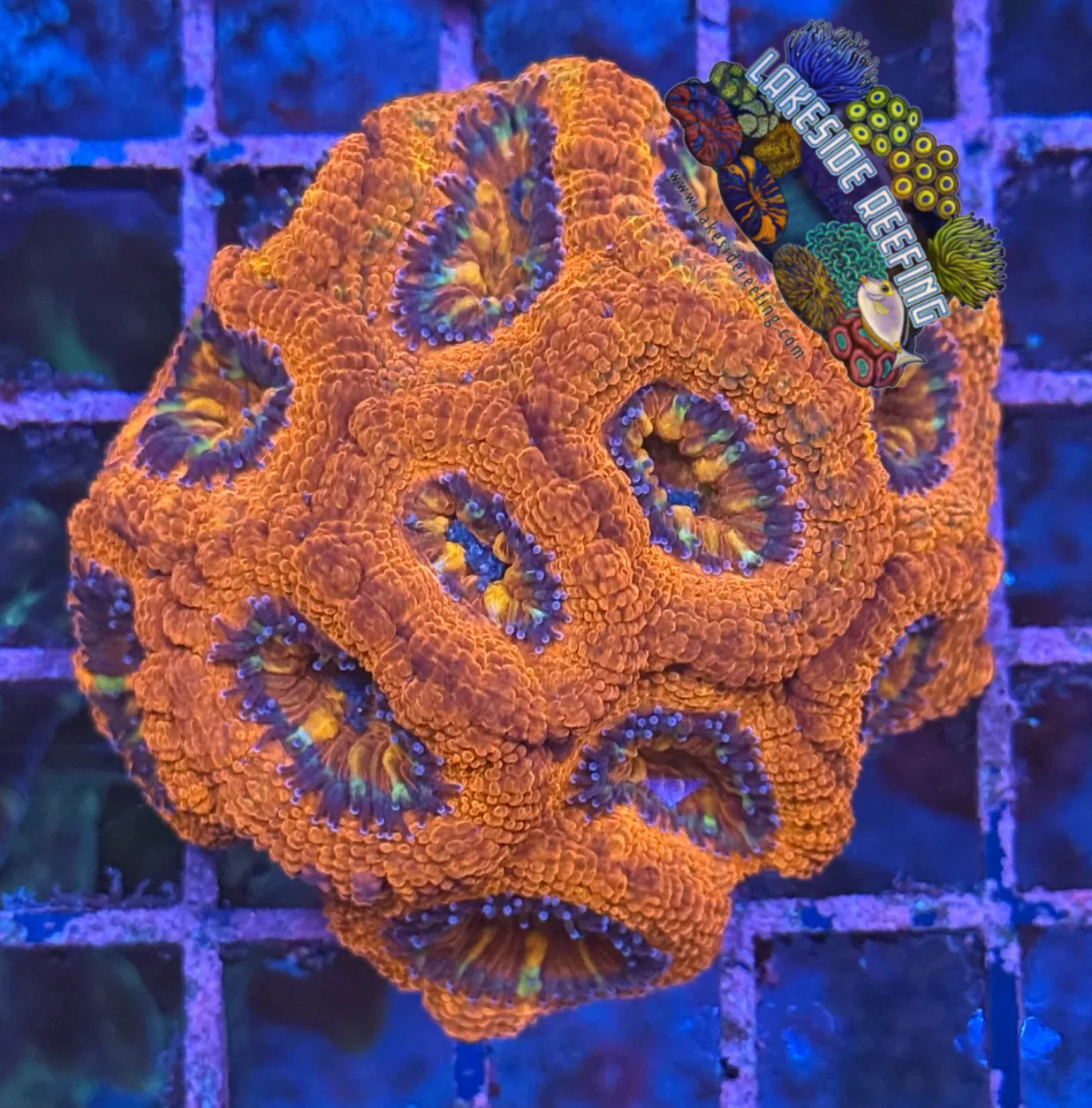 Ultra Acan R2C1