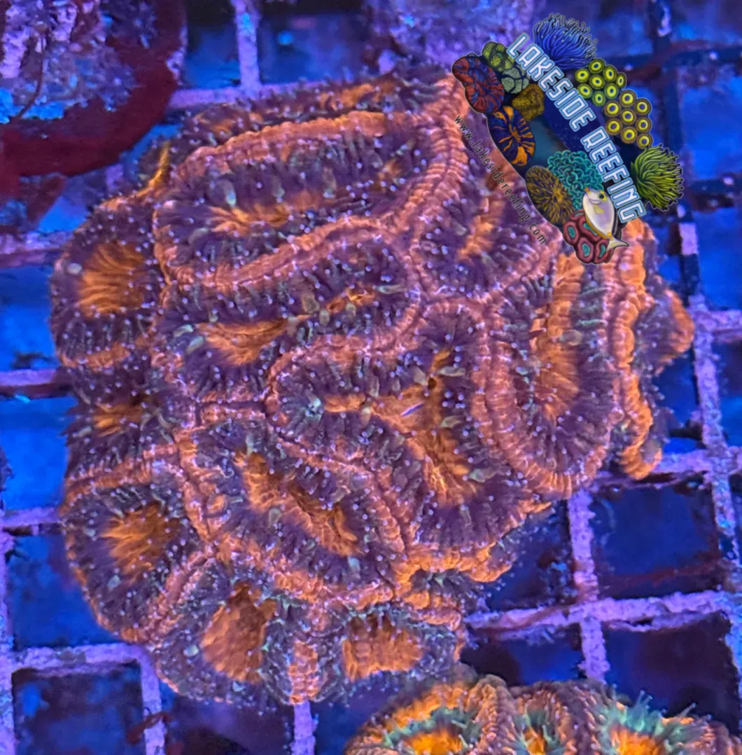 Ultra Acan R2C7