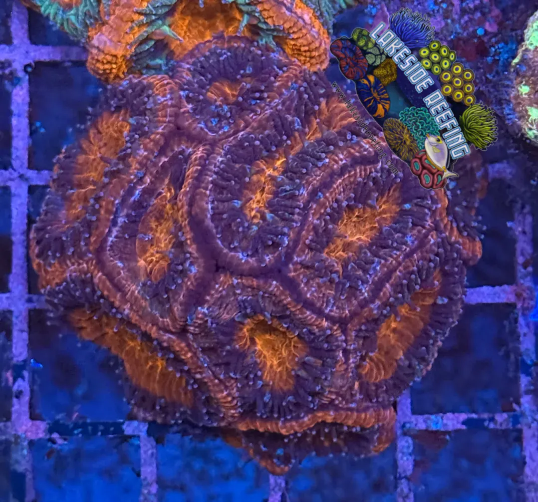 Ultra Acan R2D1