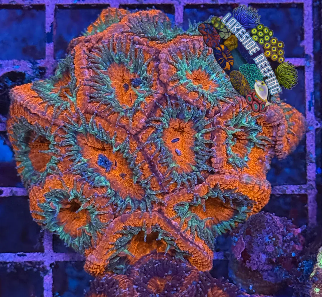 Ultra Acan R2D2