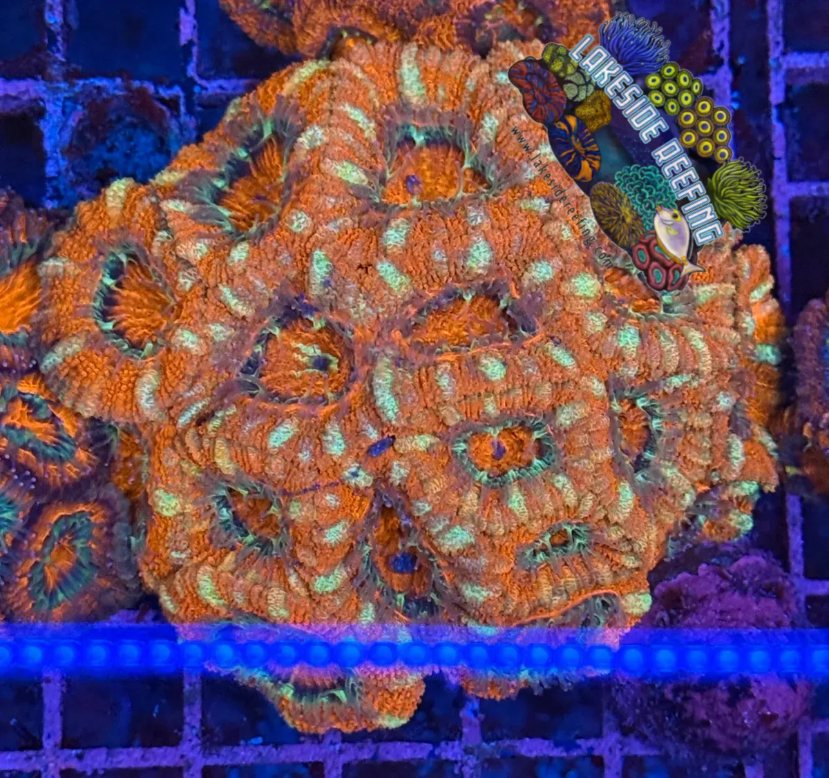 Ultra Acan R2D6