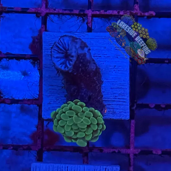 Branching Bright Green Hammer R2A2 Lakeside Reefing