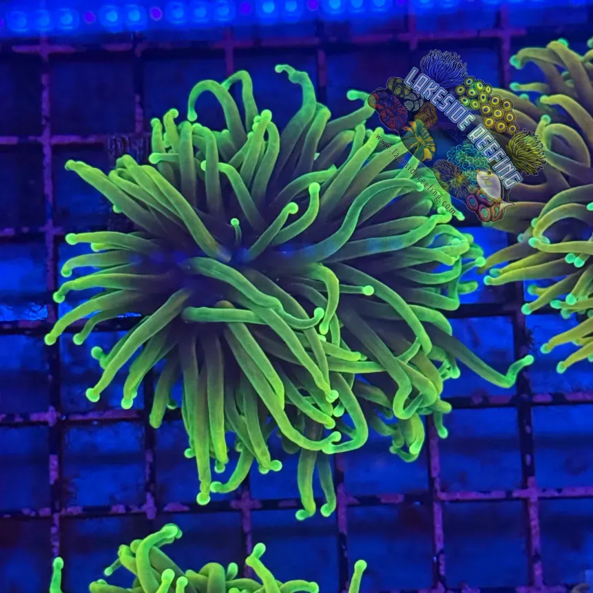 Ultra Hellfire Torch Coral R3B4 Lakeside Reefing