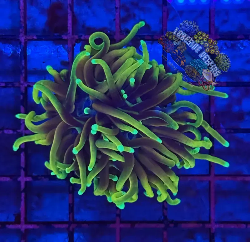 Ultra Hellfire Torch Coral R3B5 Lakeside Reefing
