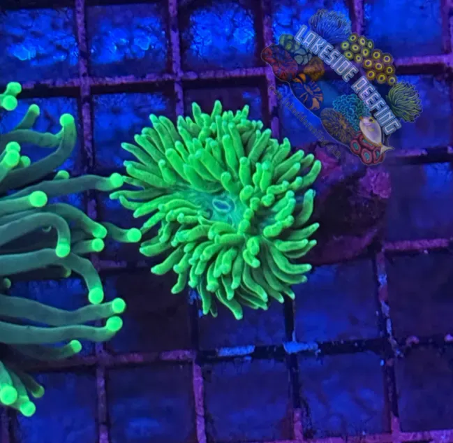 Mean Green Torch Coral R4C2 Lakeside Reefing