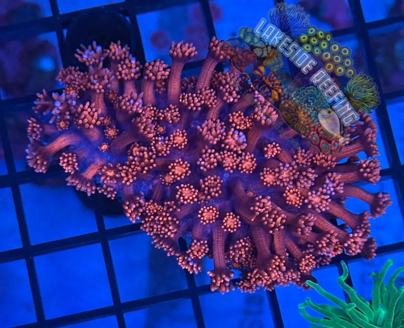 Big Red Goni Coral