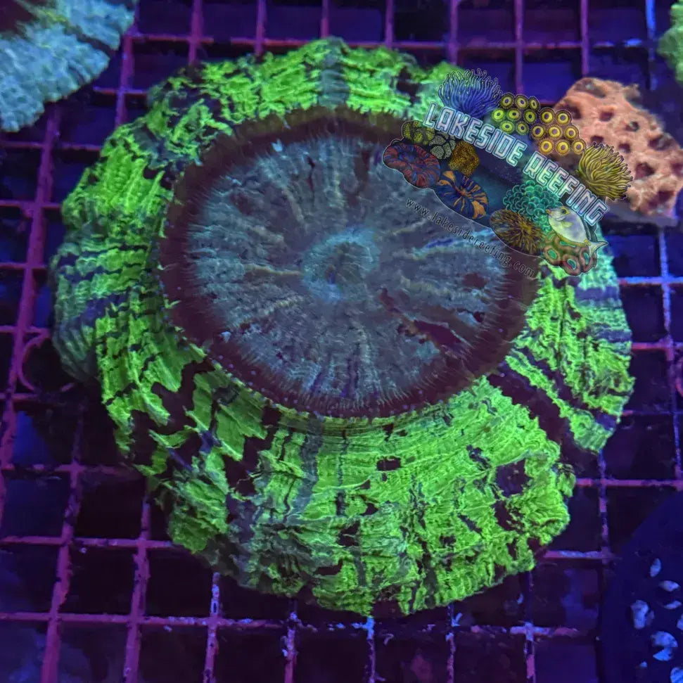 Green and Blue Medium Acantho Lakeside Reefing