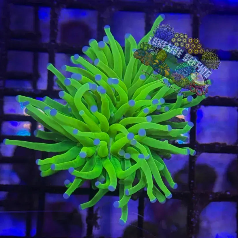 Bright Malaysian Holy Grail Torch Coral R2A1 Lakeside Reefing