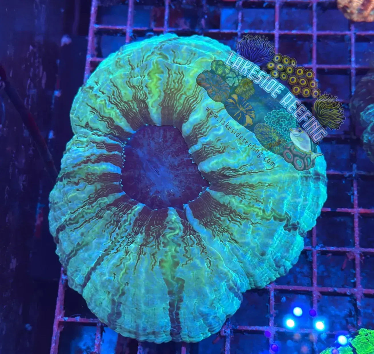 Green Striped Indophyllia Lakeside Reefing