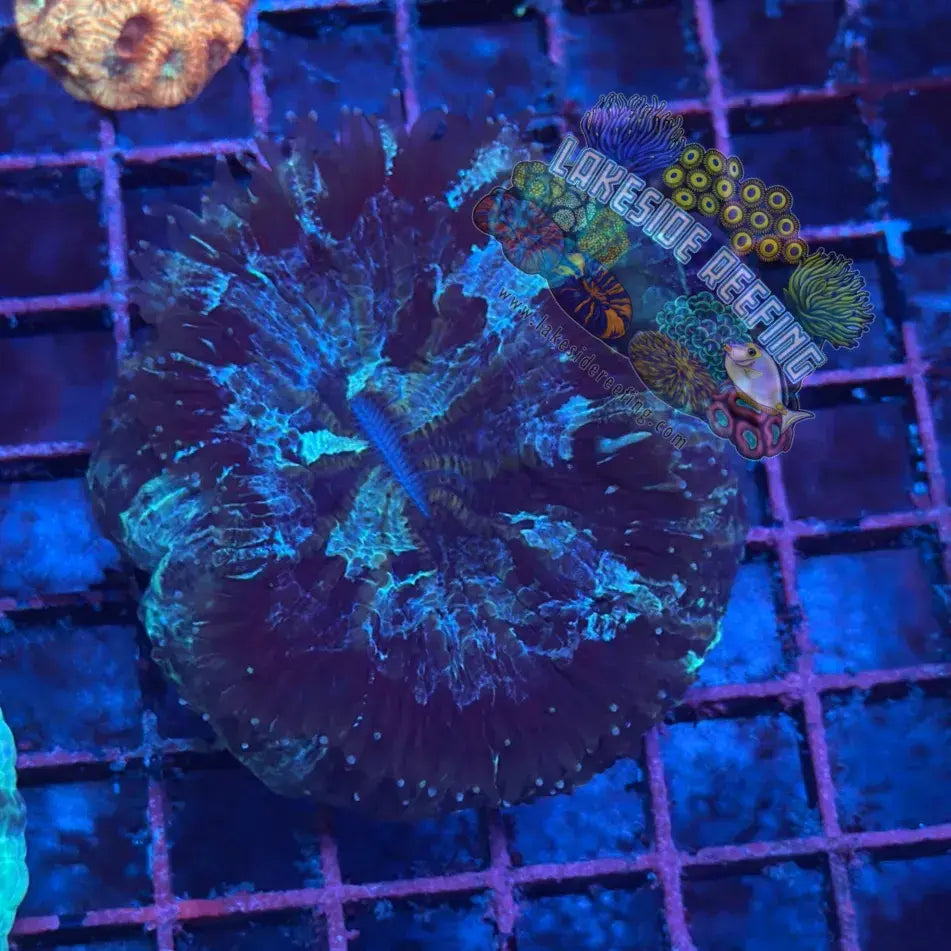 Deep Green Small Acantho Lakeside Reefing