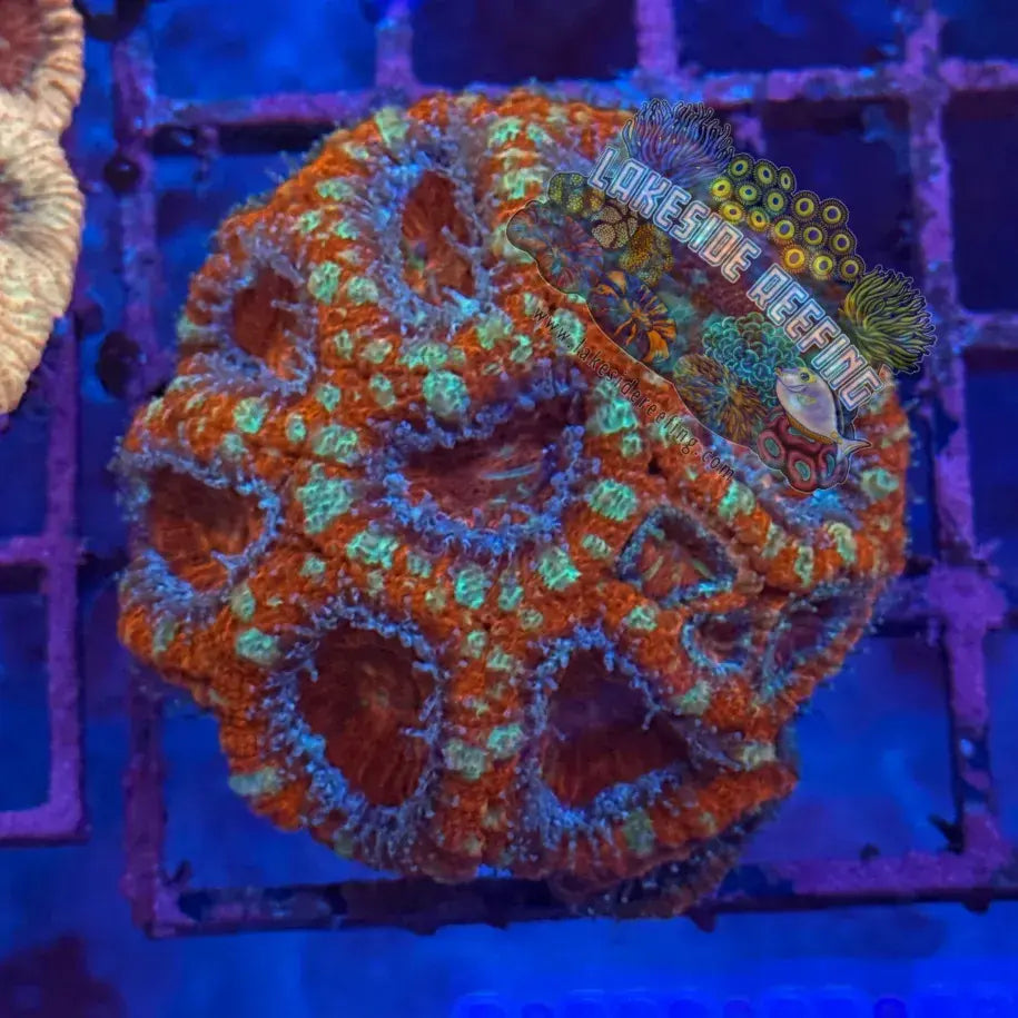 Ultra Acan R2A1 Lakeside Reefing