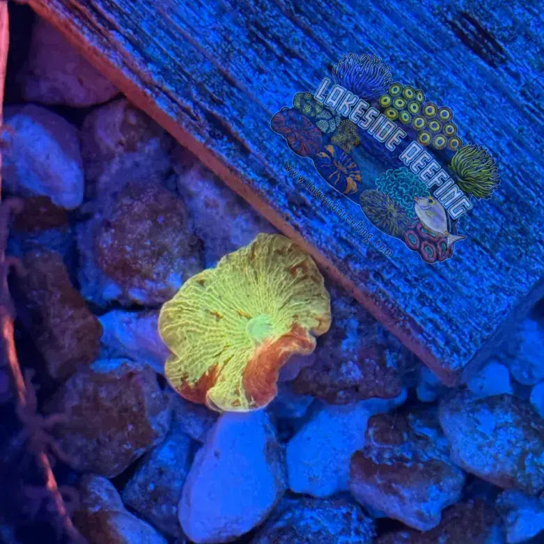 Jawbreaker Shroom Lakeside Reefing