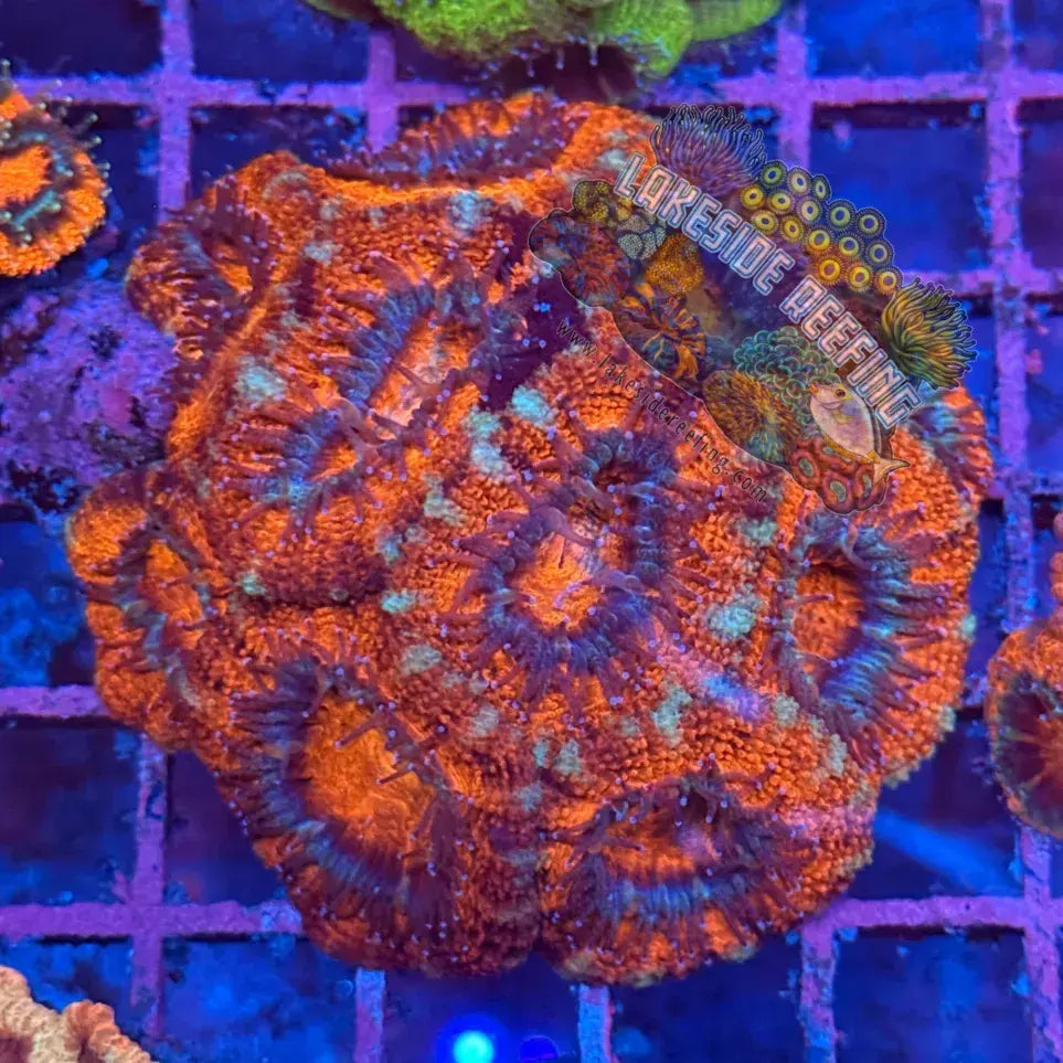 Ultra Acan R2A4 Lakeside Reefing