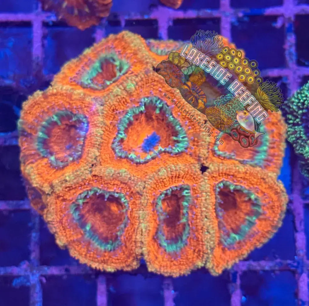Ultra Acan R2B2 Lakeside Reefing