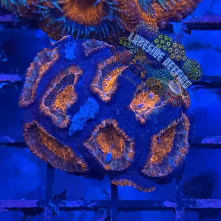 Ultra Acan R2D1 Lakeside Reefing