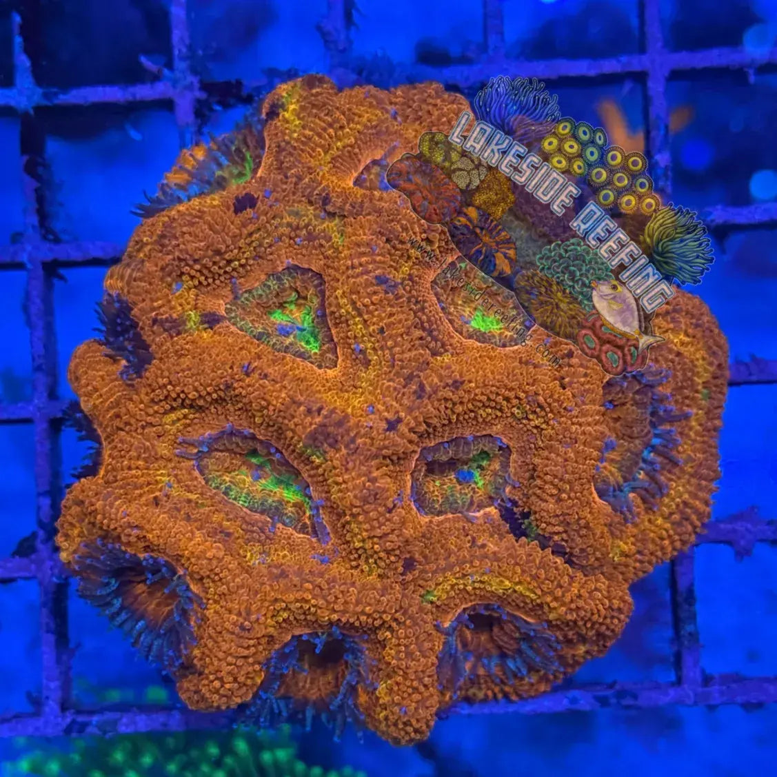 Ultra Acan R3B1 Lakeside Reefing