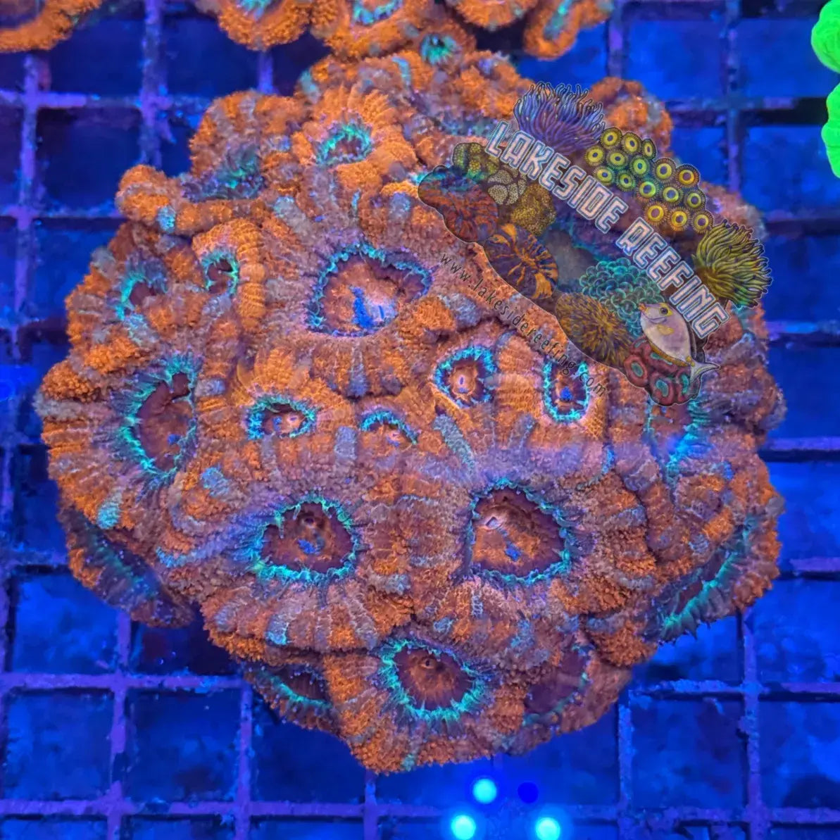 Ultra Acan R3C4 Lakeside Reefing