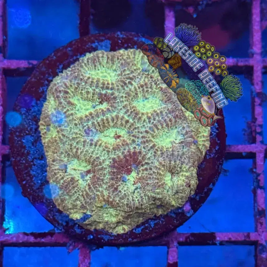 Gold and Red Favia Frag Lakeside Reefing