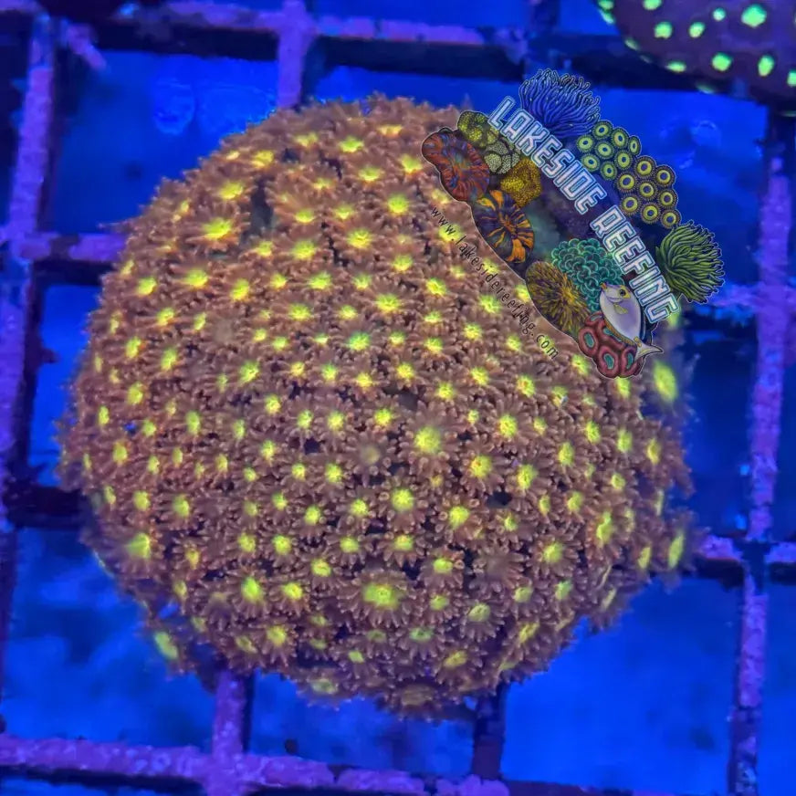ACI Honey Suckle Goni Frag Lakeside Reefing